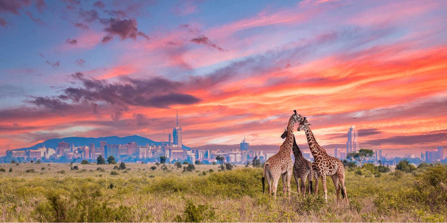 Picture of two giraffes in the foreground of an African landscape with a city in the distance